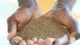 ثورة خضراء جديدة بمحاصيل تتحدى الملوحة.. هل تضمن مستقبلنا الغذائي؟