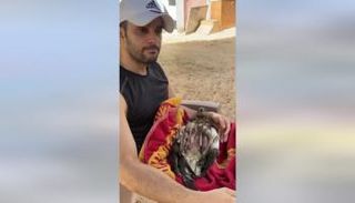 "رحمة" بعد نفوقها بين يدي "أمير"