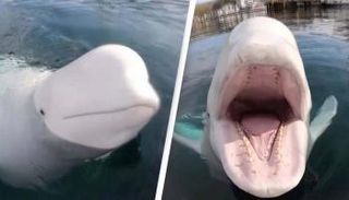 الحوت الجاسوس بيلوغا 