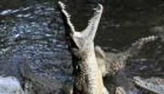 أطبق التمساح فكيه على رأسه.. هكذا نجا السباح بأعجوبة