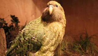 طائر الكيوي