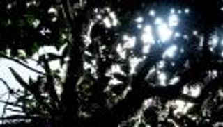 تبدد "غابة الغيوم".. انفلات تغير المناخ في كوستاريكا