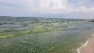 لون البحر "أخضر" في تونس.. ما السر؟ (صور)