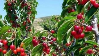 حقول الكرز في تونس