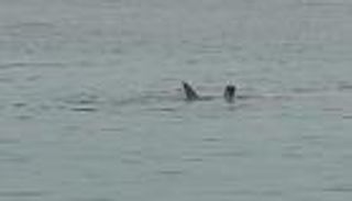 سمكة قرش تلتهم سائحاً روسياً في مصر.. فيديو مرعب