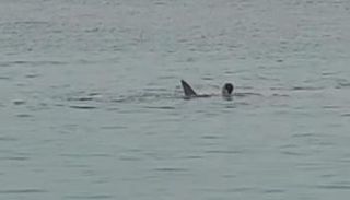 لحظة هجوم سمكة القرش على السائح