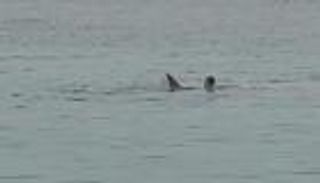 بيان رسمي مصري بشأن "هجوم القرش القاتل" في الغردقة