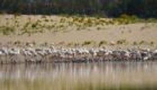 محمية الوثبة.. لوحة طبيعية إماراتية تحفظ التوازن البيئي 