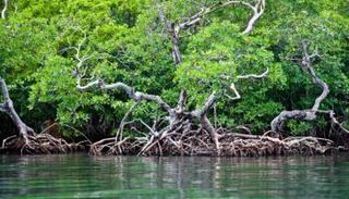 غابات المانجروف