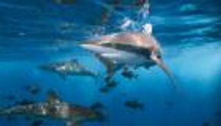 القرش القاتل.. رواية مرعبة تغير المناخ بين سطورها