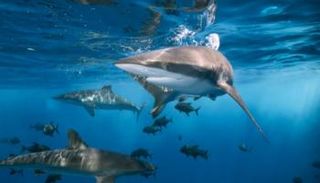 أسماك القرش، حقوق الصورة: كانفا.