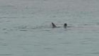 هجوم القرش القاتل في مصر.. القصة كاملة (صور)