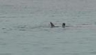 قرش الغردقة في مصر.. والد الضحية الروسي يتحدث عن "الصدفة السخيفة"