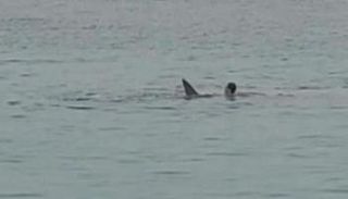 لحظة هجوم القرش على السائح الروسي