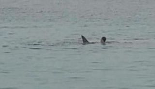 لحظة هجوم القرش على السائح الروسي