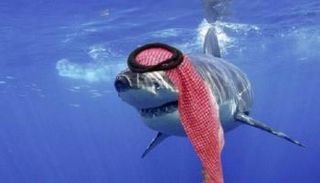 سمكة قرش فوق رأسها رسم العقال