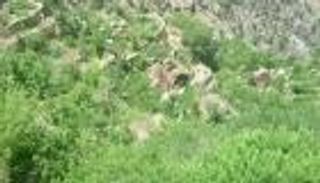 محمية إرف اليمنية.. معسكرات الإخوان تهدد غابة "العرعر"