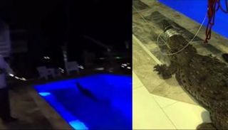 التمساح بعد الإمساك به