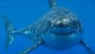 بعد حادث "قرش الغردقة".. مصر تحدد ضوابط لارتياد شواطئ البحر الأحمر