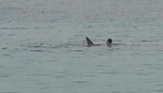 لحظة هجوم القرش على السائح الروسي