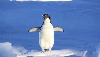 البطريق، حقوق الصورة: كانفا. 