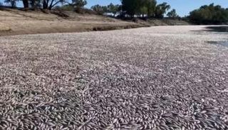 نفوق الأسماك