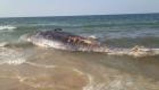 "العين الإخبارية" توثق  عملية انتشال ودفن حوت نافق في مصر