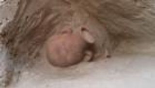 اكتشافات أثرية جديدة في الإمارات.. مقابر وأسلحة لفترة ما قبل الإسلام