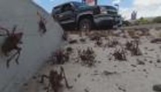 أسراب الصراصير تغزو ولاية أمريكية.. ما السر؟ (فيديو)