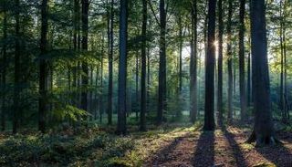 مستقبل الغابات 