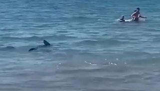 قرش يقترب من مصطافين في شاطئ إسباني