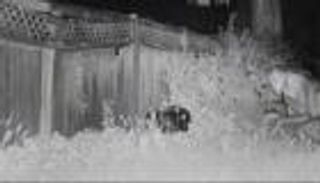 "مخلوق فضائي" في لاس فيغاس! الشرطة تتدخل لحل لغز