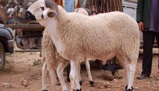 خروف العيد - أرشيفية