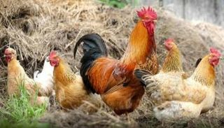 صورة تعبيرية 