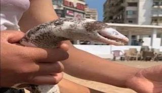 السمكة التي أثارت الجدل في الإسكندرية