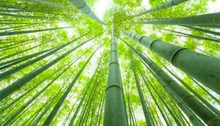 الخيزران في الصين