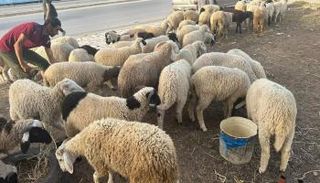 بيع المواشي في تونس