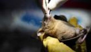 علماء يكتشفون 9 فيروسات كورونا جديدة في بريطانيا.. هل يتجدد الخطر؟