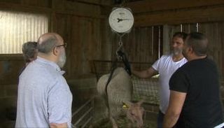 مسلمون يفحصون إحدى الأضاحي في بلجيكا