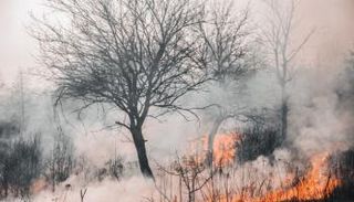 حرائق الغابات، حقوق الصورة: كانفا. 