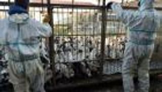 مفاجأة.. علماء يكتشفون جينا يحمي البشر من الإصابة بإنفلونزا الطيور