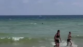 سمكة القرش تقترب من الشاطئ