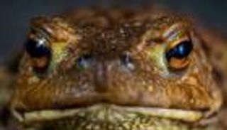 الضفدع جالوت.. عملاق في مستقنع الانقراض