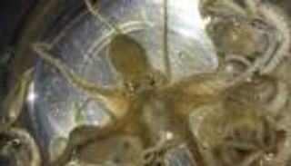 بالصدفة.. اكتشاف أخطبوط عالق في حلق رجل