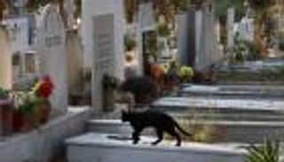 كورونا السنوري.. وباء فتاك يضرب قبرص ويهدد دولة عربية