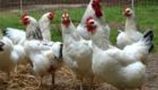 كم دجاجة على وجه الأرض؟.. الرقم يعني الكثير للكوكب