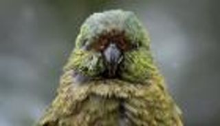 "الكاكابو" البدين.. ببغاء الليل الحزين أسير بقفص المناخ