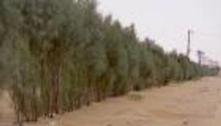 الكثبان الرملية تهدد مزارعي اليمن.. رقعة التصحر تتسع (صور)