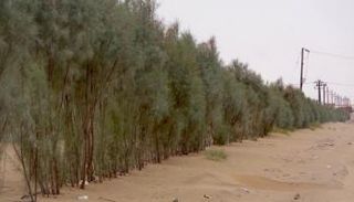 الكثبان الرملية في اليمن