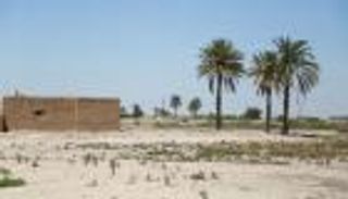 العراق يكتوي بنار المناخ.. هجرة جماعية للنحل والأسماك